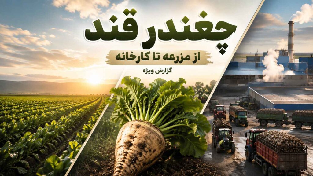 چغندر قند از مزرعه تا کارخانه