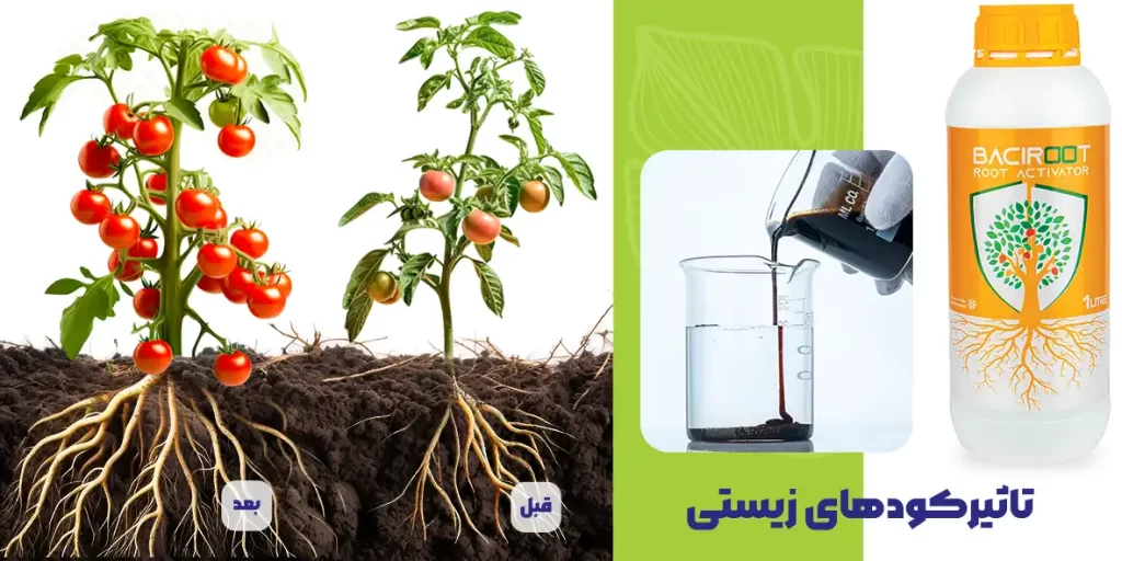 تاثیر کود کشاورزی زیستی