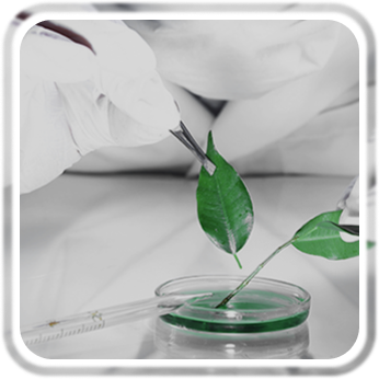 گروه صنایع کاغذ پارس — تصویر 9